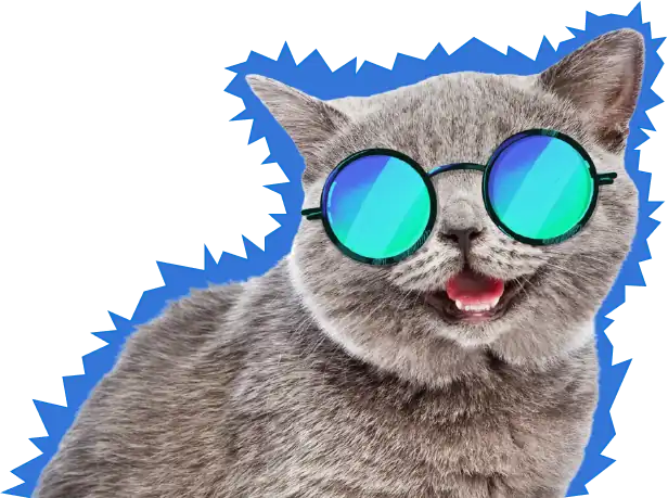 Image of a cat with cool glasses
